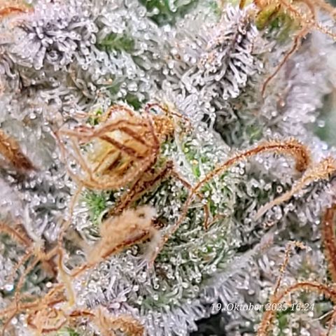 Pearly of Jamaica growlog timeline photo