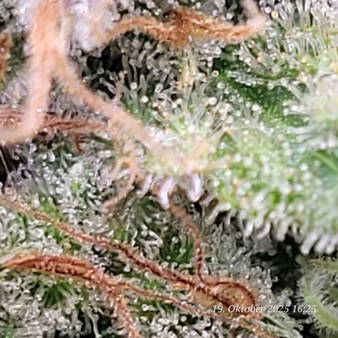 Pearly of Jamaica growlog timeline photo