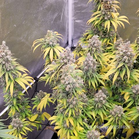 Mexy growlog timeline photo