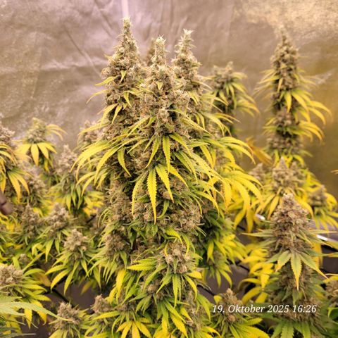 Mexy growlog timeline photo