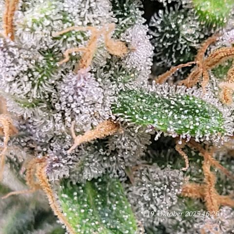 Mexy growlog timeline photo