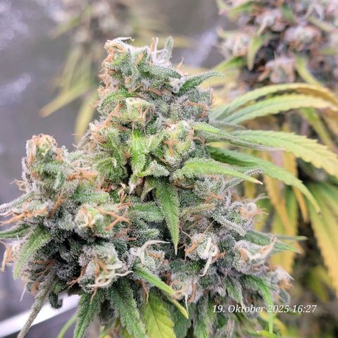 Mexy growlog timeline photo