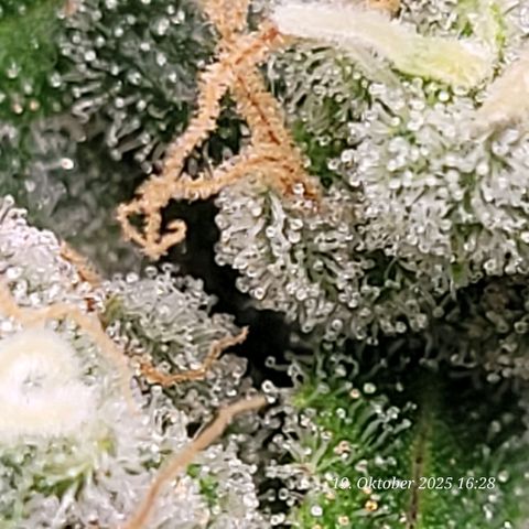 Mexy growlog timeline photo