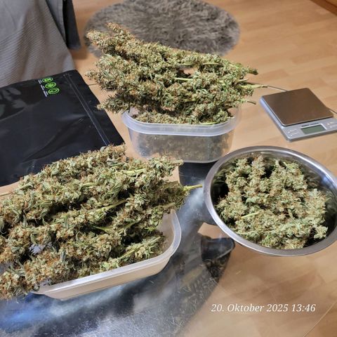 Fast Diesel growlog photo: Getrocknet 4 Tage im Cannatrol und 4 Tage Cure Cycle.