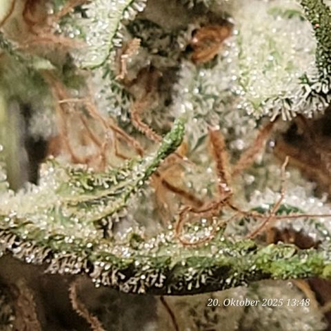 Fast Diesel growlog timeline photo