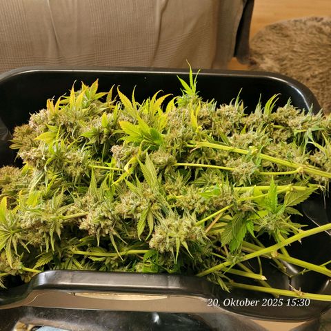 Pearly of Jamaica growlog photo: Der Nass Trim 