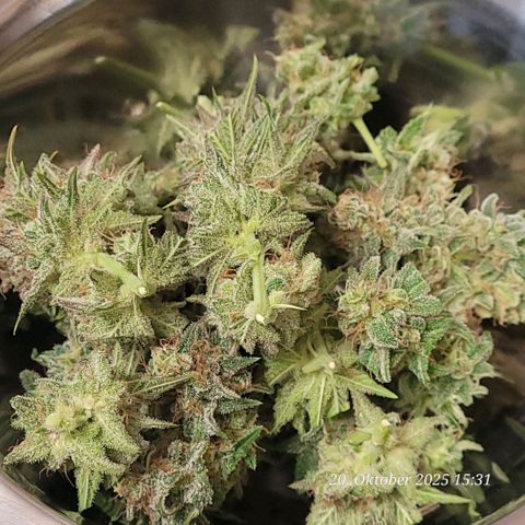 Pearly of Jamaica growlog photo: Der Nass Trim 