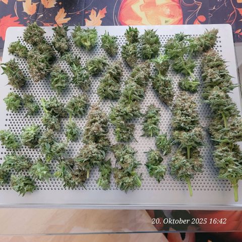 Pearly of Jamaica growlog timeline photo