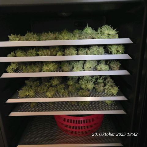 Pearly of Jamaica growlog timeline photo