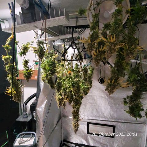 Mexy growlog timeline photo