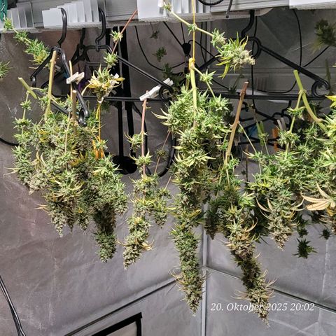 Mexy growlog timeline photo