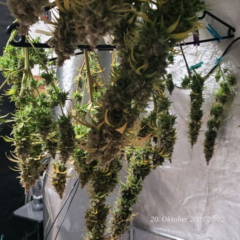 Mexy growlog timeline photo