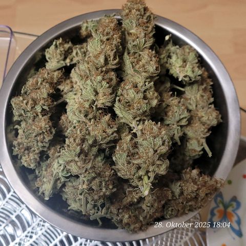 Pearly of Jamaica growlog timeline photo
