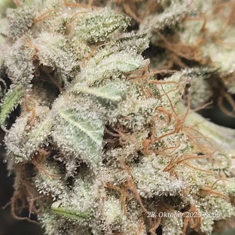 Pearly of Jamaica growlog timeline photo
