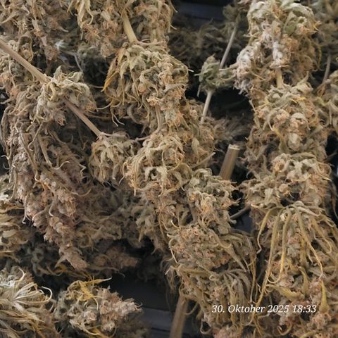 Mexy growlog timeline photo