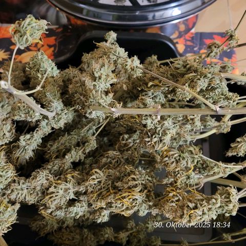 Mexy growlog photo: Und nun die letzte Dame u weil doch noch viel Arbeit des Trimmens werde ich die Trimm Bowl verwenden