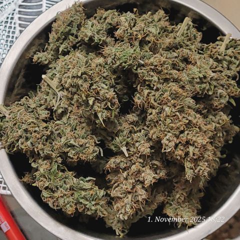 Mexy growlog photo: Und heute wieder etwas getrimmt