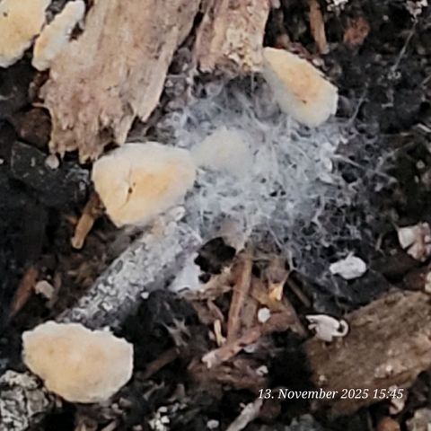 BubbleGum #2 growlog photo: Heute die aktivierte Bio Bizz All Mix auf gedeckt um die end Töpfe zu Befüllen . Ein Fantastisches Myzel was sich gebildet hat