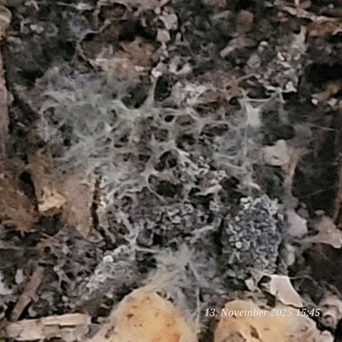 BubbleGum #2 growlog photo: Heute die aktivierte Bio Bizz All Mix auf gedeckt um die end Töpfe zu Befüllen . Ein Fantastisches Myzel was sich gebildet hat