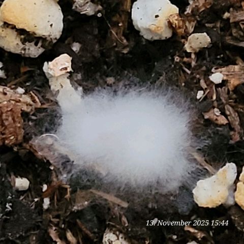 BubbleGum #2 growlog photo: Heute die aktivierte Bio Bizz All Mix auf gedeckt um die end Töpfe zu Befüllen . Ein Fantastisches Myzel was sich gebildet hat