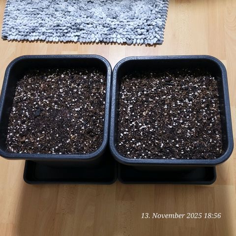 BubbleGum #1 growlog photo: Die end Töpfe sind gefüllt , zwar fehlt oben noch etwas , aber da kommen später noch je dann 2 Liter Wurzelballen rein