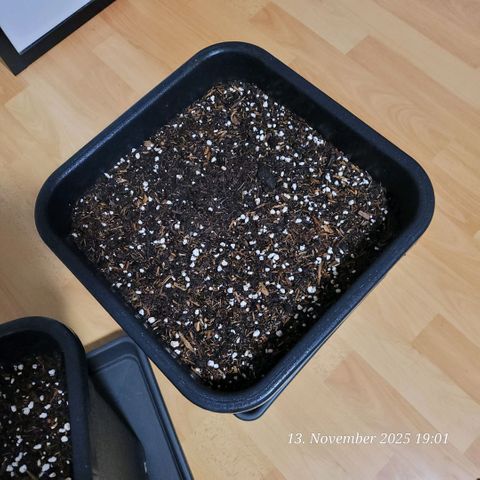 BubbleGum #2 growlog photo: Der end Topf steht gefüllt bereit , den Rest oben drauf wird dann der 2 Liter Wurzelballen füllen.