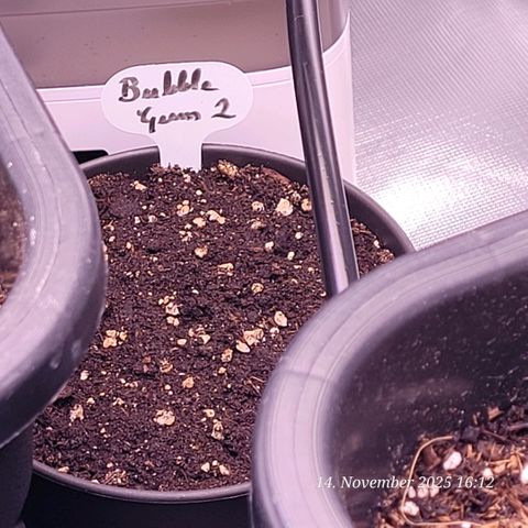 BubbleGum #2 growlog photo: Mmh da scheint etwas aus der Erde zu wollen ?????? Das seh ich dann Morgen besser