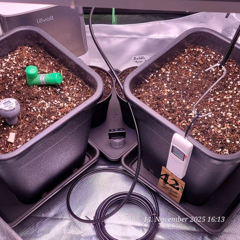 BubbleGum #2 growlog photo: Ansonsten ist da noch erst mal alles noch im Bau, Die end Töpfe werden gerade auf Gehalt der Erdfeuchte getestet und ich warte das diese weiter gefüllt werden können mit den Wurzelballen aus den 2 liter Töpfe um dann den Rest fertig zu bekommen