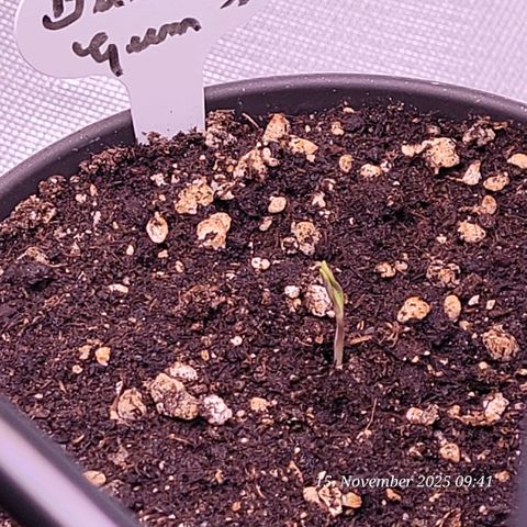 BubbleGum #1 growlog photo: Am frühen Morgen war sie auferstanden.