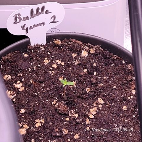 BubbleGum #2 growlog timeline photo