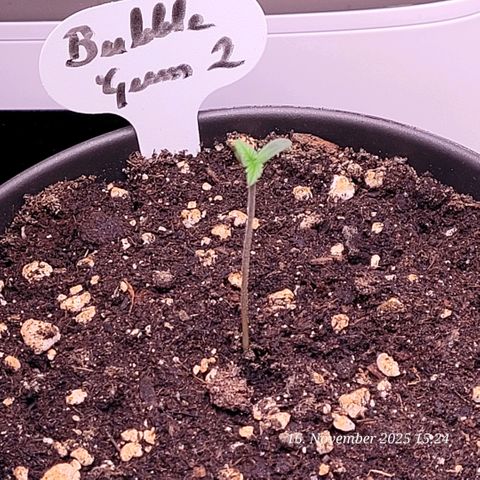 BubbleGum #2 growlog timeline photo