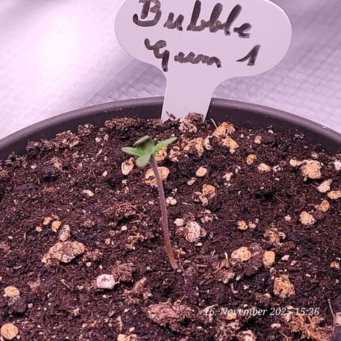 BubbleGum #1 growlog timeline photo