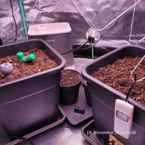 BubbleGum #2 growlog timeline photo