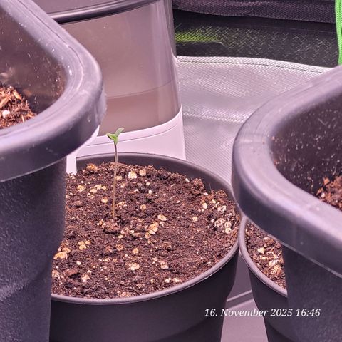 BubbleGum #2 growlog timeline photo