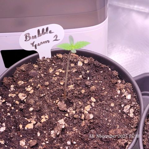 BubbleGum #2 growlog timeline photo