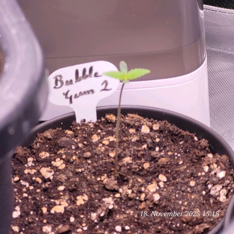 BubbleGum #2 growlog timeline photo