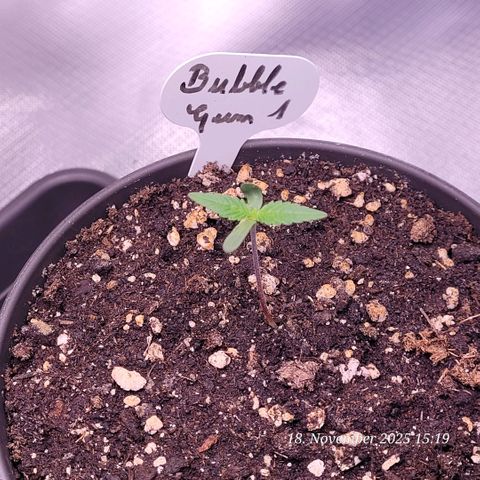 BubbleGum #1 growlog timeline photo