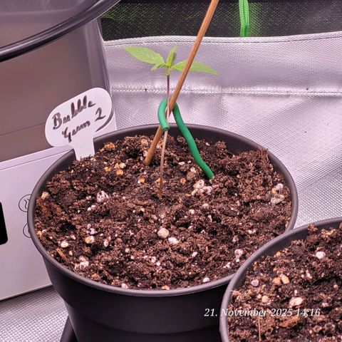 BubbleGum #2 growlog timeline photo