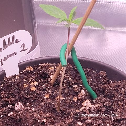 BubbleGum #2 growlog timeline photo