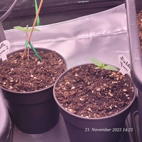 BubbleGum #1 growlog timeline photo