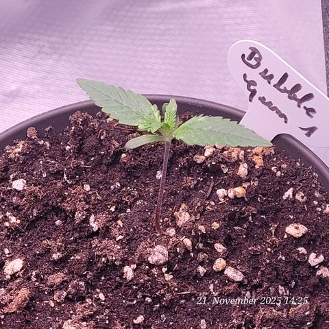 BubbleGum #1 growlog timeline photo