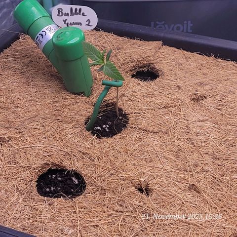 BubbleGum #2 growlog timeline photo