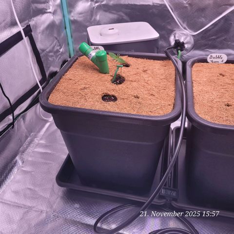 BubbleGum #2 growlog photo: Auch weiter hin bleibt sie gestützt damit sie stehen bleibt