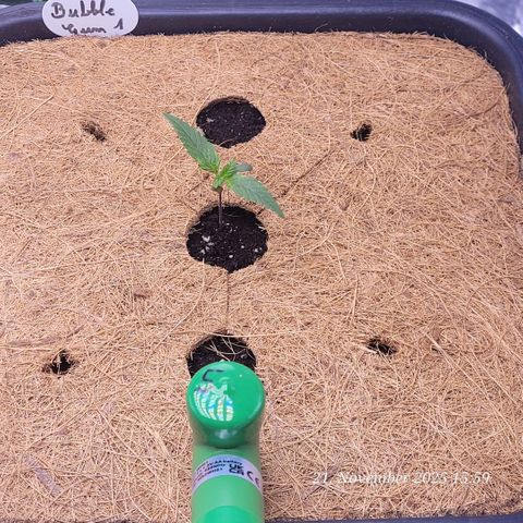BubbleGum #1 growlog photo: Die Löcher im Cocos , da folgen noch die Blumat