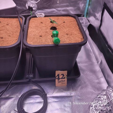 BubbleGum #1 growlog timeline photo