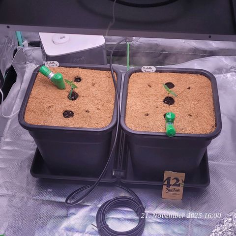 BubbleGum #1 growlog timeline photo