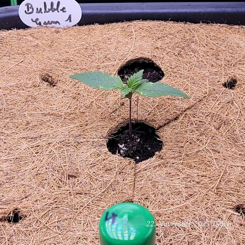 BubbleGum #1 growlog timeline photo