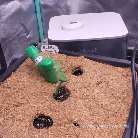 BubbleGum #2 growlog timeline photo