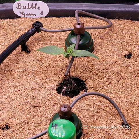 BubbleGum #1 growlog photo: Die Bewässerung sitzt und gleich folgt die Tank Füllung u einstellung