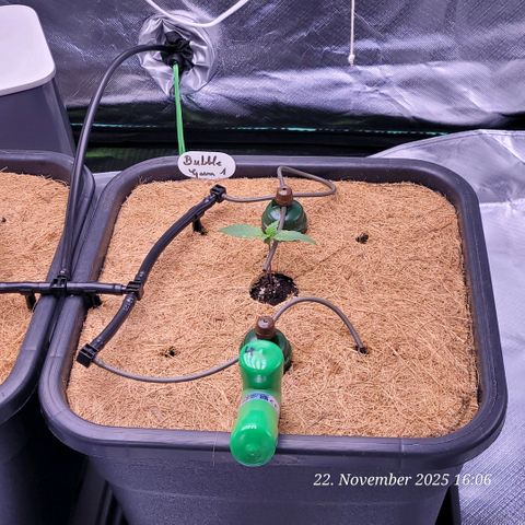 BubbleGum #1 growlog photo: Die Bewässerung sitzt und gleich folgt die Tank Füllung u einstellung